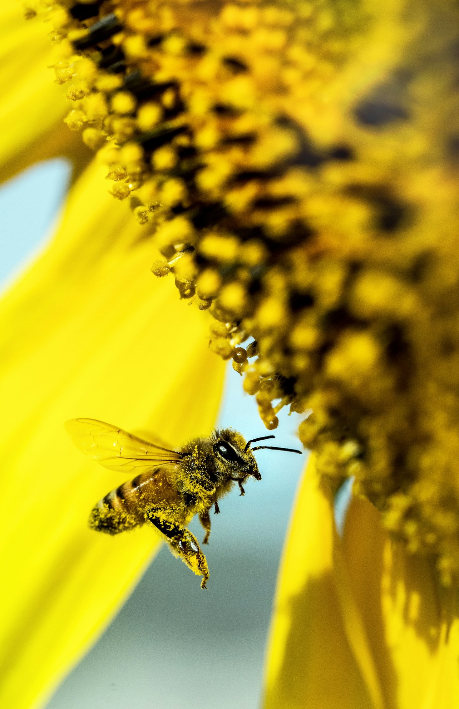 A pollen, mint természetes immunerősítő